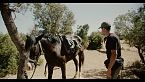 ¿Caballos árabes? Pura adrenalina y emoción en Marruecos