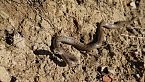 Vipera d'autunno: Pericolo mortale?
