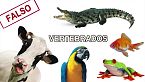 Por qué las aves son dinosaurios y los cocodrilos no