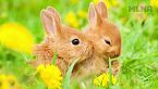 Conejos, número áureo y la sucesión de Fibonacci - #DATAZO