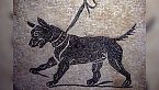 Canis Pugnax - Il cane da combattimento del soldato romano - Curiosità Storiche