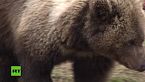 'Mansur': algo más que un oso