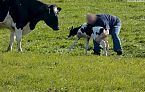 El secreto más oscuro de la industria de la leche - Un investigador de Igualdad Animal lo grabó