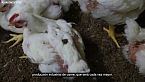 La crueldad tras la producción de carne de pollo