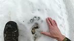 Neve, ghiaccio, lupi, ungulati e...fototrappole!