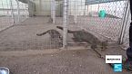 Desde el cuerno de África hacia la península arábiga, las rutas del tráfico de animales salvajes
