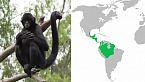 La scimmia di De Loys e il dibattito sull\'evoluzione umana