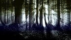 Incidente di Rendlesham - L'UFO della foresta