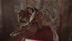 Vi mostro lo scheletro di Dinosauro più grande d\'Italia