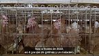 Investigación: La vida de una gallina - Narrada por Xuxa y Junno