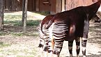 Il ruolo degli zoo oggi - La storia dell'okapi