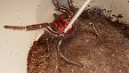 Cómo obtener veneno de la araña más peligrosa del mundo