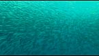 Il grande banchetto nell'oceano