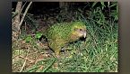 Kakapo: il pappagallo puzzolente che non sa volare