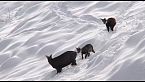 I Monti Pallidi 1/3 - Un anno in montagna