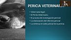 III Congreso de Derechos de los Animales - 25 de Octubre