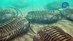 L\'era dei Trilobiti - Cambriano - Cronache biogeologiche Ep. 3