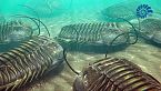 L'era dei Trilobiti - Cambriano - Cronache biogeologiche Ep. 3