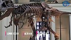 Il più grande T. rex mai ritrovato - Scotty