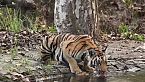 Felinos fatales: La verdad del tigre de Champawat - ¿Mito o realidad?