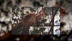 ¡El gigante de Australia! - Descubre a Procoptodon goliah, el canguro descomunal