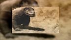 Descubre a Varanus priscus: El gigantesco lagarto de la megafauna que dominó la prehistoria!