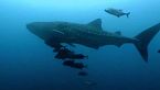El enigmático tiburón ballena de la isla del Coco: ¡Gigante de las profundidades revelado!