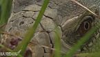¡Descubre a Wonambi naracoortensis: La serpiente titánica que reinó en la prehistoria!
