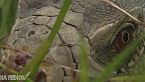 ¡Descubre a Wonambi naracoortensis: La serpiente titánica que reinó en la prehistoria!