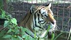 ¡Descubre el mundo de los tigres! La majestuosidad de la selva hecha realidad