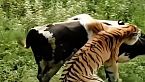¡Cazadores sigilosos! descubre cómo los tigres dominan la caza y sobreviven en la naturaleza
