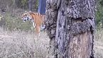 Amor en la selva: ¡Descubre los secretos de la reproducción de los tigres y su supervivencia!