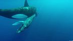 Orcas: ¡Los secretos ocultos de su hábitat y diversidad que no conocías!