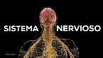 El sistema nervioso explicado fácil