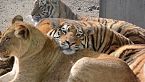 El reloj de los tigres: Diferentes especies y su lucha contra el tiempo