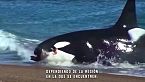Misterios del océano: Comportamiento y temperamento de la orca, la \'ballena asesina\'