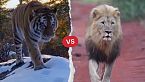 ¡Choque de titanes! León contra tigre: ¿Quién reina en la batalla de los felinos gigantes?