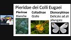 Secondo webinar gratuito. Farfalle dei Colli Euganei Nymphalidae e Pieridae