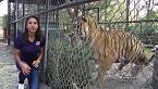 ¡Increíble pero cierto! ¿Son los tigres realmente un peligro para los humanos?