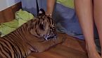 ¿Un tigre como mascota? ¡Descubre toda la verdad detrás de este polémico tema!