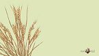 La rivoluzione del Neolitico: l'agricoltura
