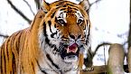 Tigres fatales: La majestuosidad y ferocidad del depredador definitivo
