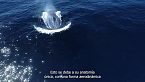 Descubre el gigante gentil: ¡Vida secreta de la ballena azul revelada!