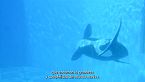 Reinas del mar: El fascinante mundo de las orcas