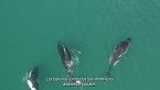 El canto misterioso de las profundidades: Descubriendo la ballena jorobada