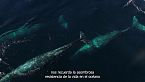 El misterio de la ballena gris: Su increíble viaje de supervivencia a través de los océanos