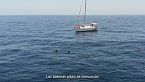 Navegando con elegancia: Las vidas secretas de las ballenas piloto