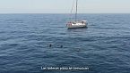 Navegando con elegancia: Las vidas secretas de las ballenas piloto