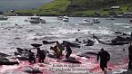 ¡Basta ya! La lucha contra la caza de ballenas: Culturas en la encrucijada