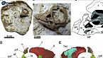 Le dimensioni del megalodonte - Neuralink collega uomo e computer - Science News